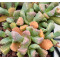 Stomatium Alboroseum SB1216 - Plant